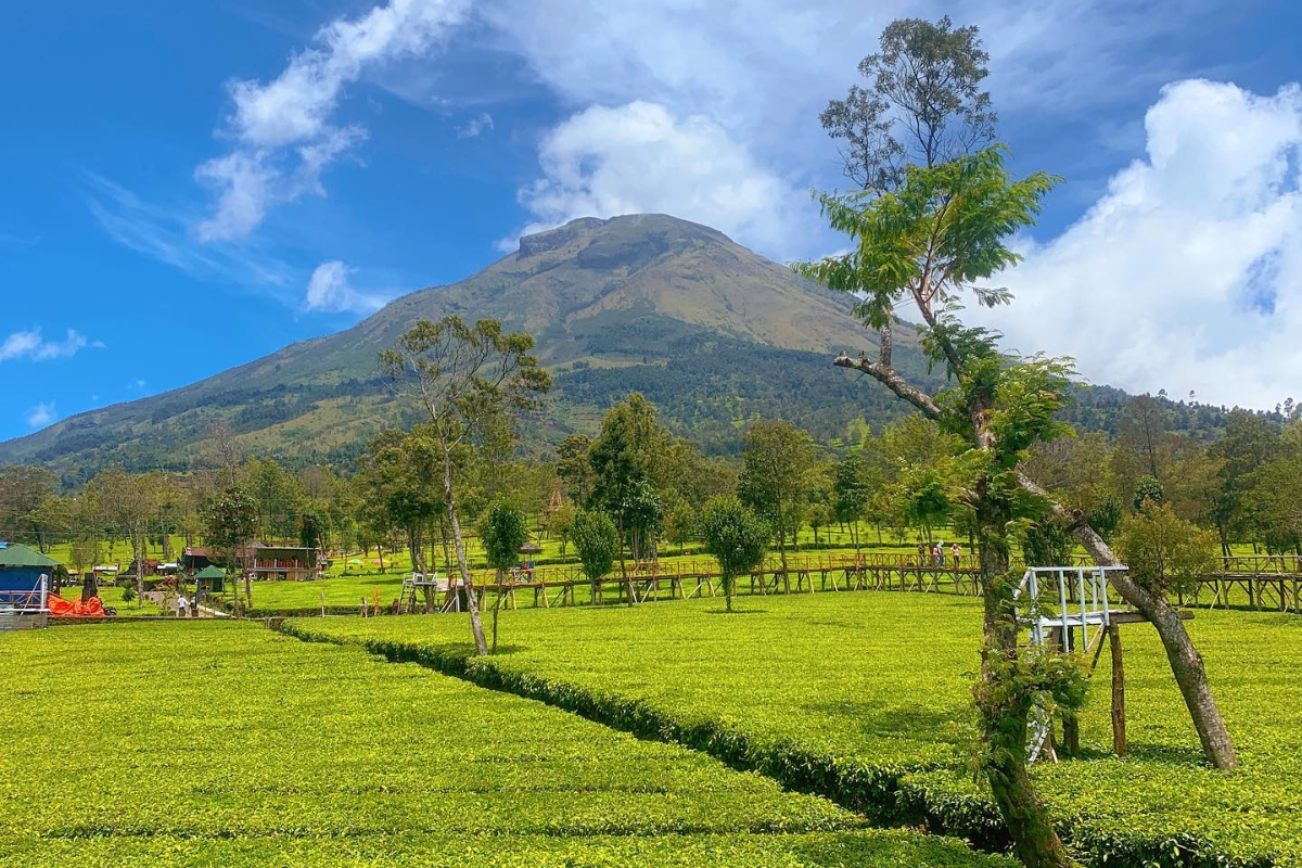 Kebun Teh Bedakah: Menikmati Simfoni Hijau di Bawah Kaki Gunung Sindoro