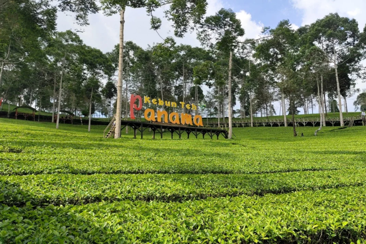 Kebun Teh Panama: Menikmati Hamparan Hijau dan Udara Sejuk di Kaki Dieng